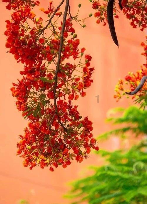 虫虫助手下载